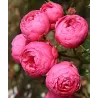 Rožė - Rosa POMPONELLA ®