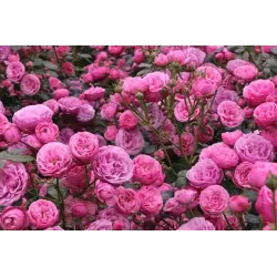 Rožių krūmai internetu su pristatymu į namus