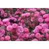 Rožė - Rosa POMPONELLA ®