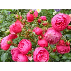 Rožė - Rosa POMPONELLA ®