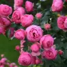 Rožė - Rosa POMPONELLA ®