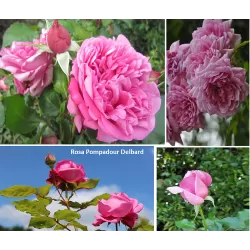 Rožių krūmai internetu su pristatymu į namus