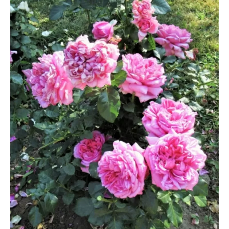 Rožių krūmai internetu su pristatymu į namus