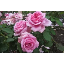 Rožių krūmai internetu su pristatymu į namus