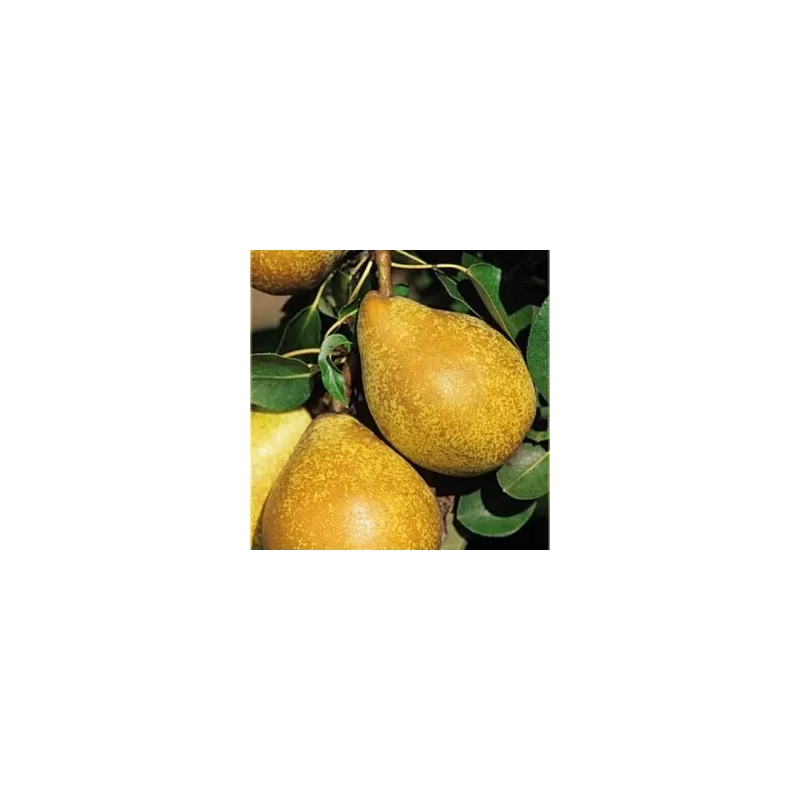 Kriaušė (rudeninė)- Pyrus communis CONCORDE