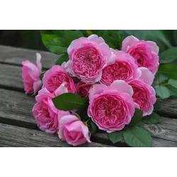 Rožių krūmai internetu su pristatymu į namus