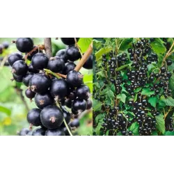 Black Currant - Ribes nigrum TISEL