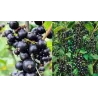 Black Currant - Ribes nigrum TISEL