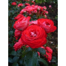 Rožė - Rosa PLANTEN UN BLOMEN ®