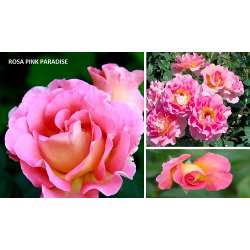 Rosa PINK PARADISE ®