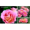 Rožė - Rosa PINK PARADISE ®