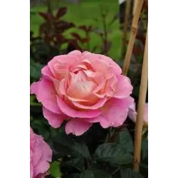 Rožė - Rosa PINK PARADISE ®