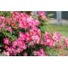 Rožė - Rosa PINK DRIFT ®
