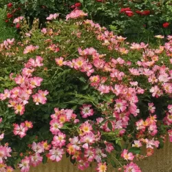 Rožė - Rosa PINK DRIFT ®