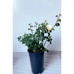 Rožė - Rosa WILLIAM AND CATHERINE ®