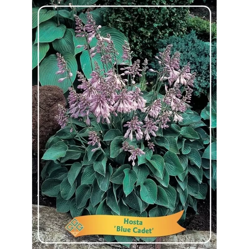 Melsvė - Hosta BLUE CADET
