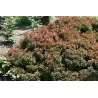 Berberis thunbergii BAGATELLE