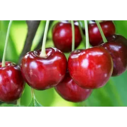 Sweet cherry - Prunus avium VICTORIA