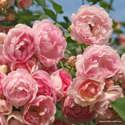 Rožė - Rosa JASMINA ®