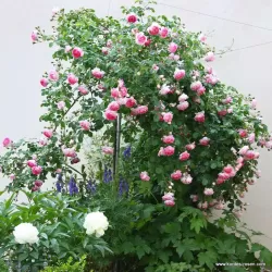 Rožė - Rosa JASMINA ®