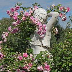 Rožė - Rosa JASMINA ®