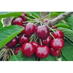 Trešnė - Prunus avium TAMARA