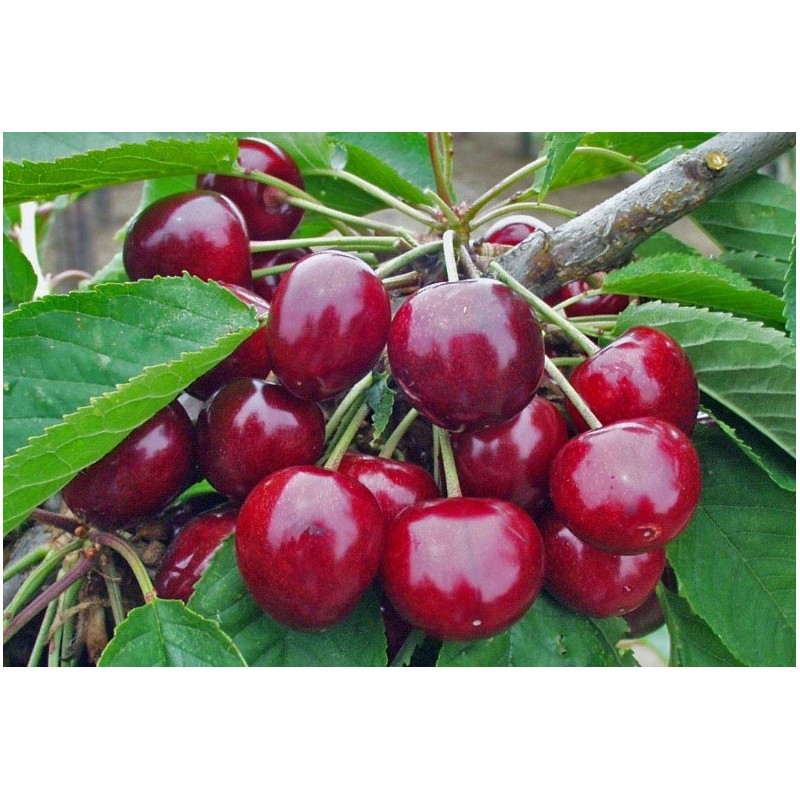 Seet cherry - Prunus avium TAMARA