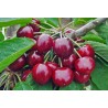 Seet cherry - Prunus avium TAMARA