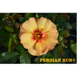 Rosa PERSIAN SUN®