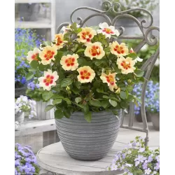 Rožė - Rosa PERSIAN SUN®