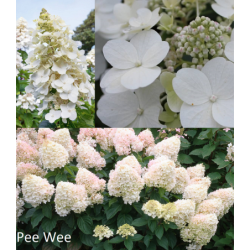 Šluotelinė (šluotinė) hortenzija - Hydrangea paniculata Pee...