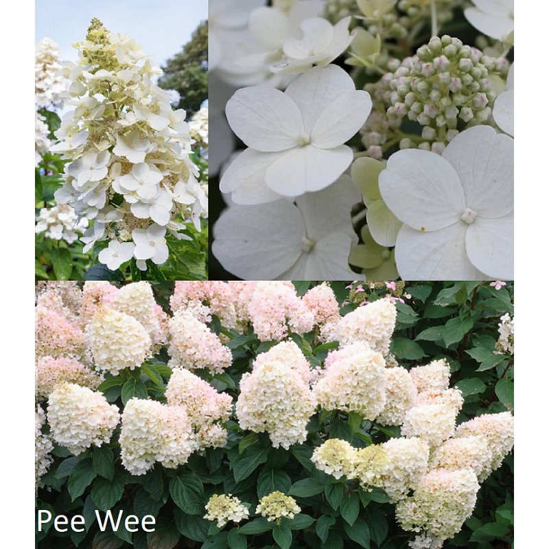 Šluotelinė (šluotinė) hortenzija - Hydrangea paniculata Pee Wee P29C10 80-90CM