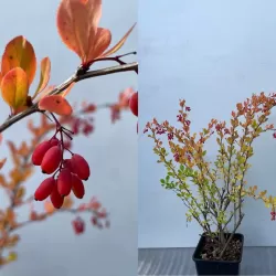 Paprastasis raugerškis - Berberis vulgaris