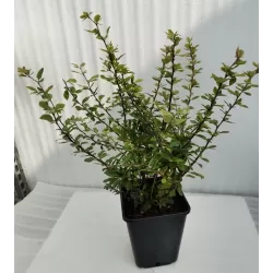 Paprastasis raugerškis - Berberis vulgaris