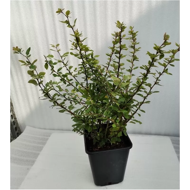 Paprastasis raugerškis - Berberis vulgaris