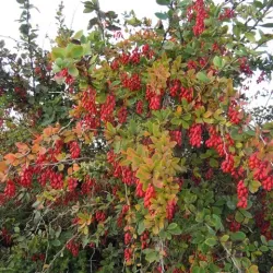 Paprastasis raugerškis - Berberis vulgaris