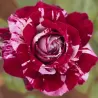 Rožė - Rosa JULIO IGLESIAS ®