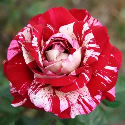 Rosa JULIO IGLESIAS ®