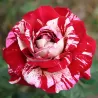 Rožė - Rosa JULIO IGLESIAS ®