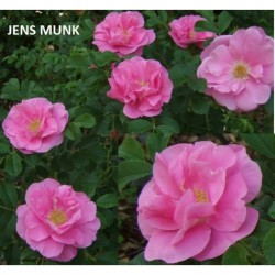 Rožė - Rosa JENS MUNK