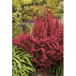 Tunbergo raugerškis - Berberis thunbergii ORANGE ROCKET