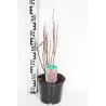 Garden plants/Trees/Flowers/ web-shop