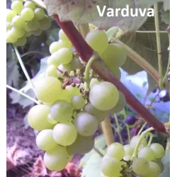 Užsisakyk augalus pavasariui jau dabar
