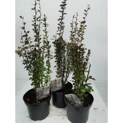 Garden plants/Trees/Flowers/ web-shop