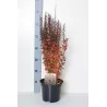 Garden plants/Trees/Flowers/ web-shop