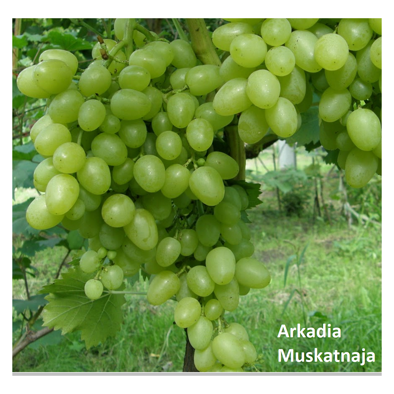 Vynmedis - Vitis ARKADIA MUSKATNAJA C1 (pristatymas gegužės pab. ir per vasarą)
