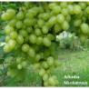 Vynmedis - Vitis ARKADIA MUSKATNAJA C1 (pristatymas gegužės pab. ir per vasarą)
