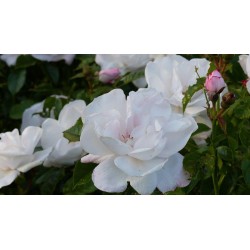Rožė - Rosa PEARL DRIFT ®