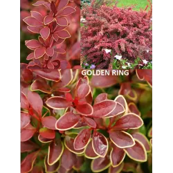Berberis thunbergii GOLDEN RING