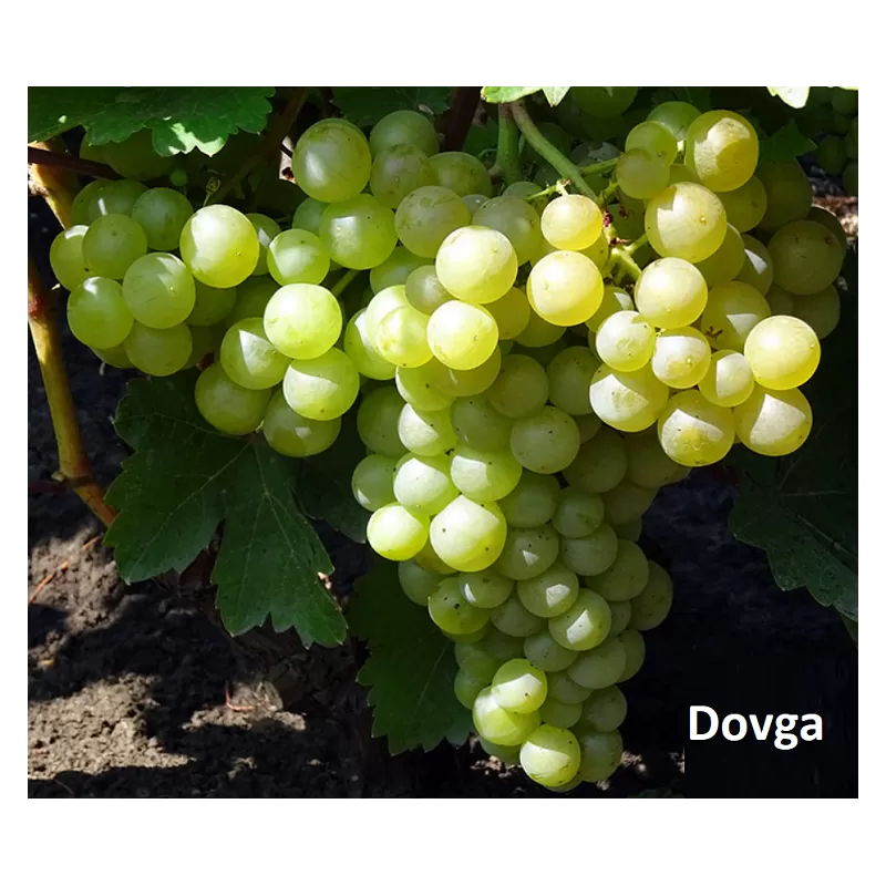 Užsisakyk augalus pavasariui jau dabar